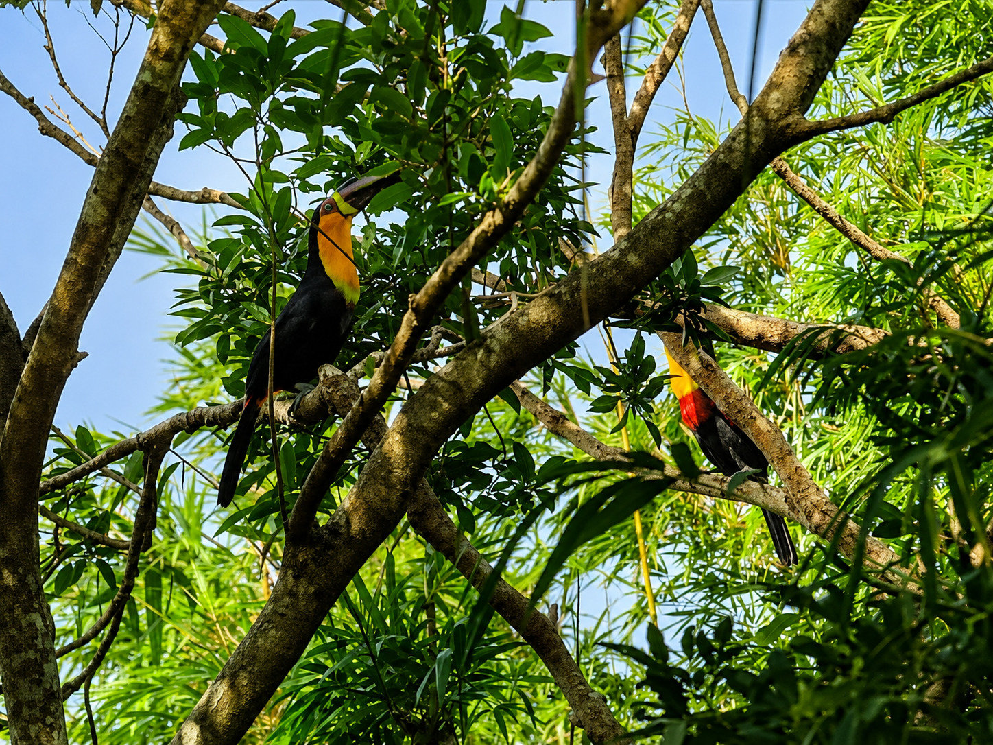 Tucanos e fauna local